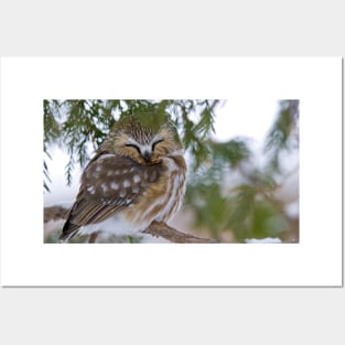 Sleeping Northern Saw Whet Owl - Ottawa, Ontario Posters and Art